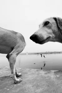 Dimpy Bhalotia. Award-winning, London-based photographer, Dimpy Bhalotia, whose image was selected for the show, mainly works with her iPhone.