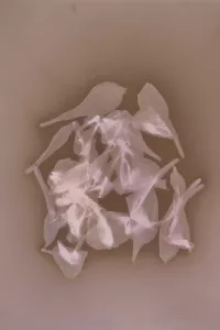 Nicki Klepper. Petal Clusters,” was made using the lumen printing process. Courtesy Landing Contemporary Art