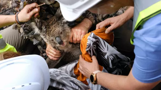 JENNIFER OSBORNE. A koala is successfully flagged down from a tree and a team of vets and assistants attempt to contain her safely.