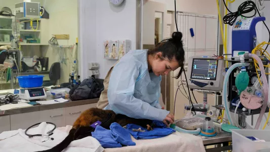 JENNIFER OSBORNE. A fire injured wallaby receives care in Victoria state outside Melbourne, Australia.