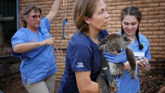 JENNIFER OSBORNE. A team of vets and assistants carry a severely dehydrated koala from the operating table to a relaxation tent.
